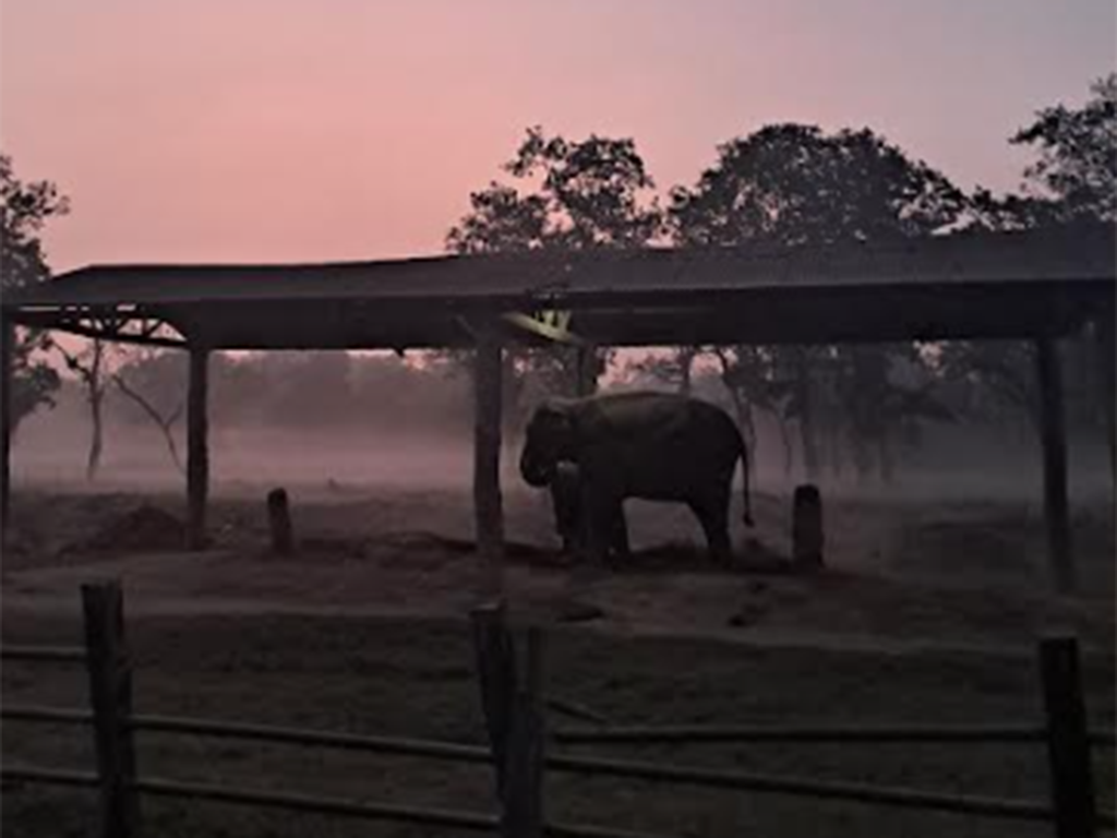 elephantbreeding